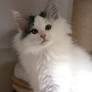  Charly , 12 semaines