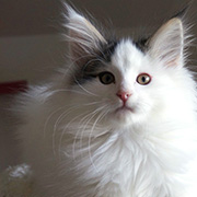  Charly , 12 semaines