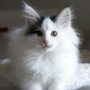  Charly , 12 semaines