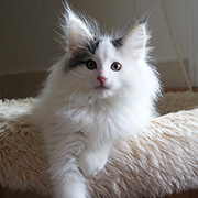  Charly , 12 semaines