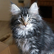 Cleopatre, 12 semaines