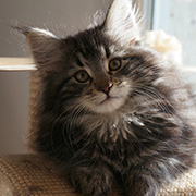 Cleopatre, 12 semaines