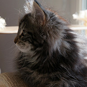 Cleopatre, 12 semaines