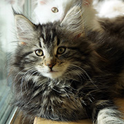 Cleopatre, 12 semaines