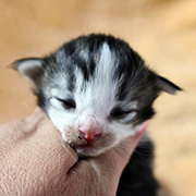 Camelia, 13 jours