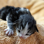 Camelia, 13 jours