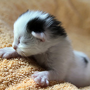 Charlemagne, 13 jours