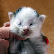 Charlemagne, 13 jours