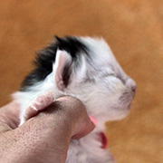 Charlemagne, 13 jours