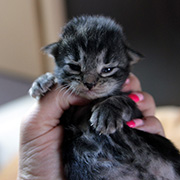 Cleopatre, 13 jours