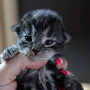 Cleopatre, 13 jours