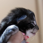 Cleopatre, 13 jours