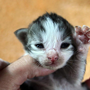Clovis, 13 jours