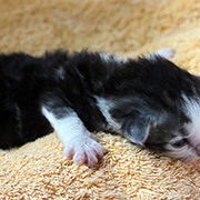 Clovis, 13 jours