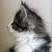 Cesarion, 2 months