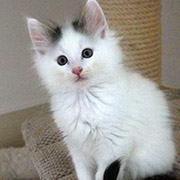 Charlemagne, 2 months