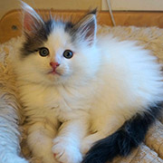  Charly , 2 months