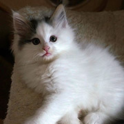  Charly , 2 months