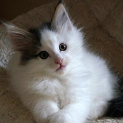  Charly , 2 months