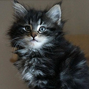Cleopatre, 2 months