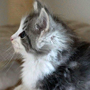 Clovis, 2 months