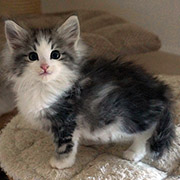 Clovis, 2 months