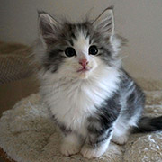 Clovis, 2 months