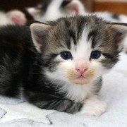 Camelia, 13 days