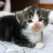 Camelia, 13 days