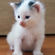 Charlemagne, 13 days