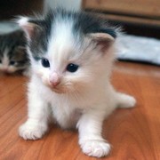 Charlemagne, 13 days