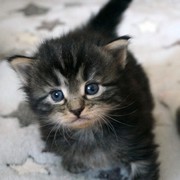 Cleopatre, 13 days