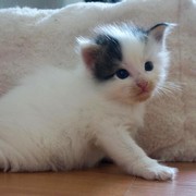 Clodomir , 13 days