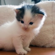  Clodomir , 13 days