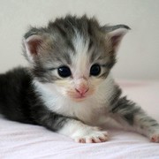 Clovis, 13 days