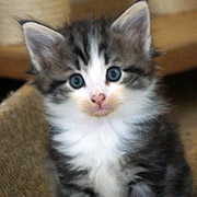 Cesarion, 6 weeks