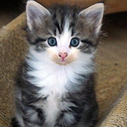 Cesarion, 6 weeks