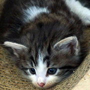 Cesarion, 6 weeks