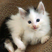 Charlemagne, 6 weeks