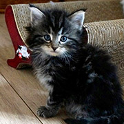 Cleopatre, 6 weeks