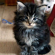 Cleopatre, 6 weeks