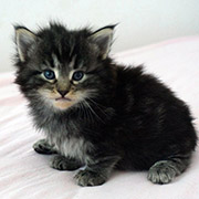 Cleopatre, 6 weeks