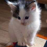  Clodomir , 6 weeks