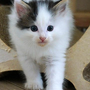  Clodomir , 6 weeks