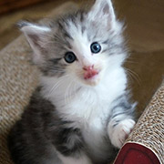 Clovis, 6 weeks