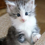 Clovis, 6 weeks