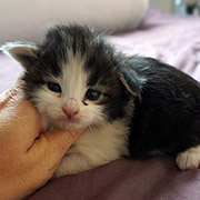 Cherokee, 2 weeks
