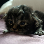 Cobra, 2 weeks