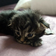 Cobra, 2 weeks