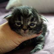 Cobra, 2 weeks